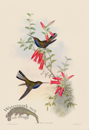 Gould Hummingbird 057